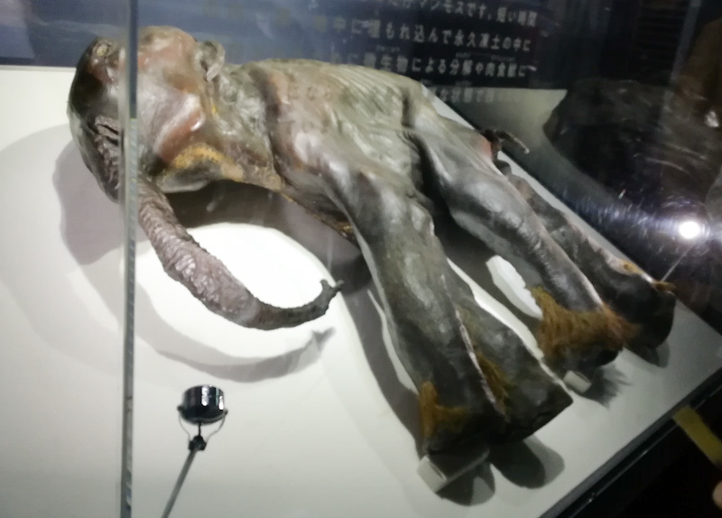 希少 氷河期マンモス標本標本 【公式通販】